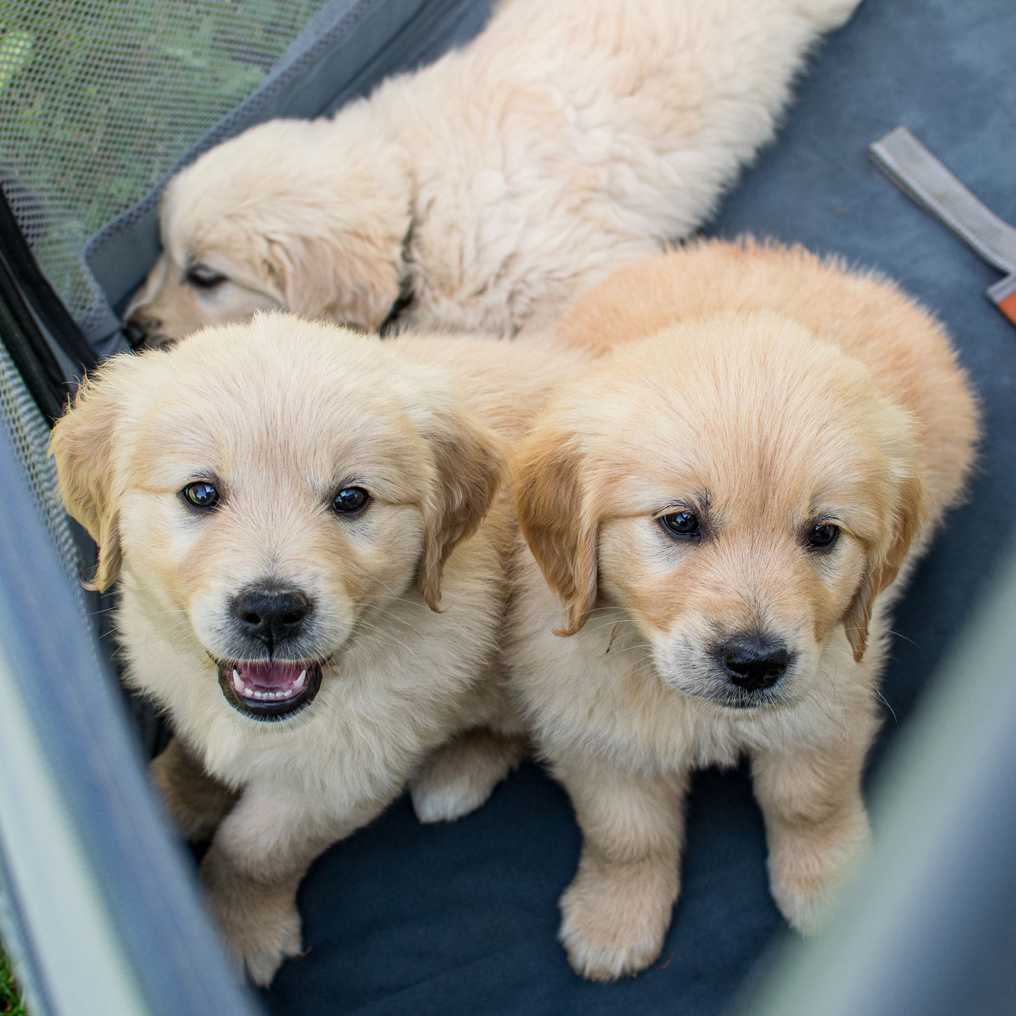 PETY Laufstall für Hunde gross mit Golden Retriever Welpen
